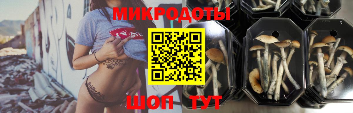 Псилоцибиновые грибы Cubensis  Псилоцибиновые грибы Psilocybine cubensis  Губаха  где купить наркоту  Вход с VPN 